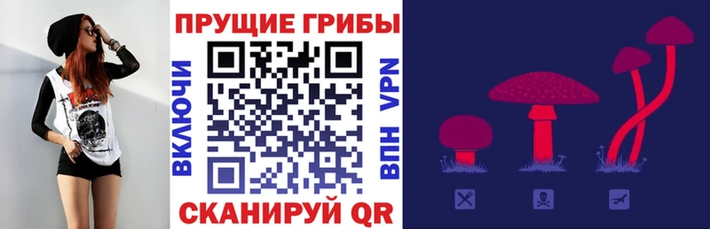 ОМГ ОМГ как войти  Суздаль  Псилоцибиновые грибы Psilocybine cubensis 